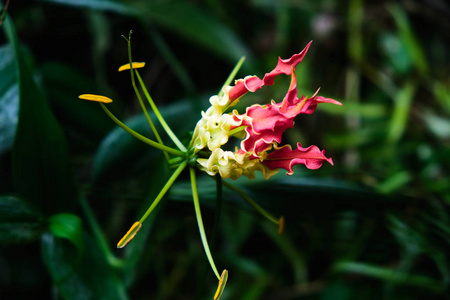 异国情调的罕见五颜六色的热带花。特写。斯里兰卡美丽明亮的花朵