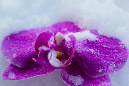 雪中的兰花