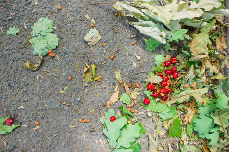 红色的小浆果躺在地上。 甜樱桃在叶子中。 樱桃，骨头散落在地上，叶子。 倒下的绿色和黄色的树叶。 夏季浆果。