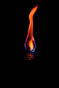 黑色背景上的火焰。 白玫瑰着火了。 燃烧的玫瑰花瓣。 火热的抽象。 紫色橙色火焰。