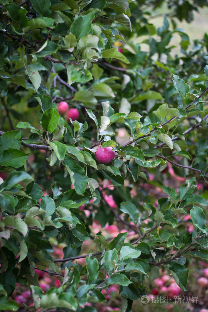 苹果树下的红苹果和草地上的苹果