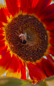 夏天的红葵和大黄蜂