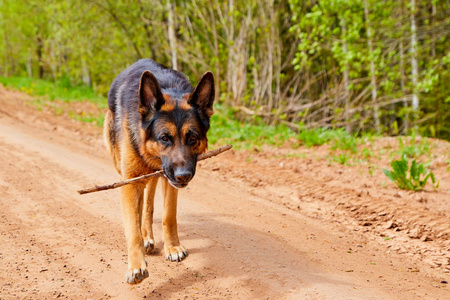 夏天德国牧羊犬在土路上