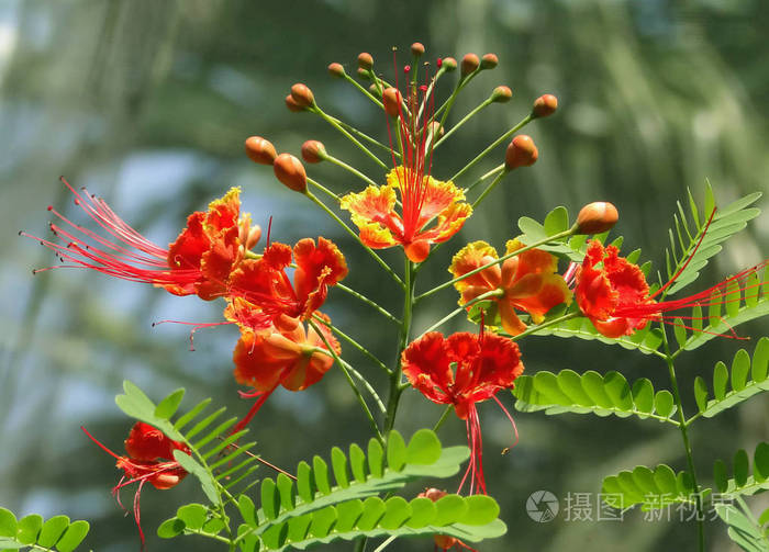 被称为孔雀花 巴巴多斯花栅栏 花栅栏 Jambolmerak Cana 巴巴多斯骄傲 天堂红鸟 天堂花 火焰树 金莫胡尔 巴巴多照片 正版商用图片17s9i8 摄图新视界