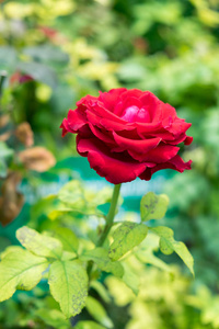 绿茎背景的单瓣红玫瑰