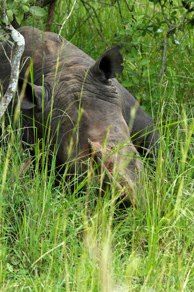 一只犀牛睡在齐瓦犀牛保护区,步行站在犀牛前面.