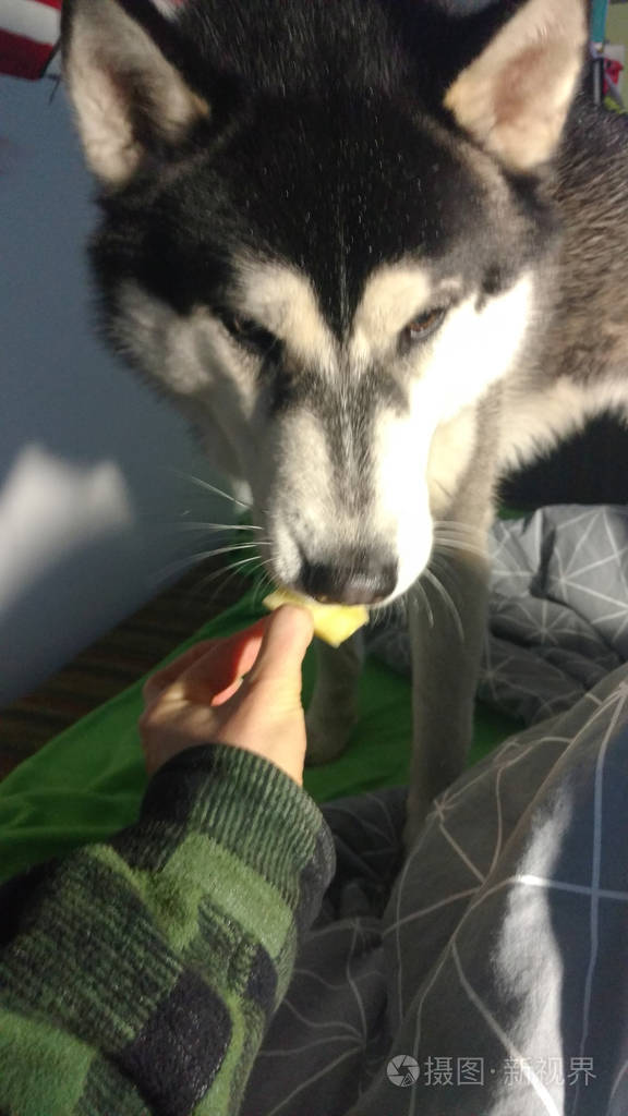 狗在吃水果狗吃菠萝哈士奇的食物