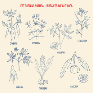 最好的天然草药脂肪燃烧和快速减肥