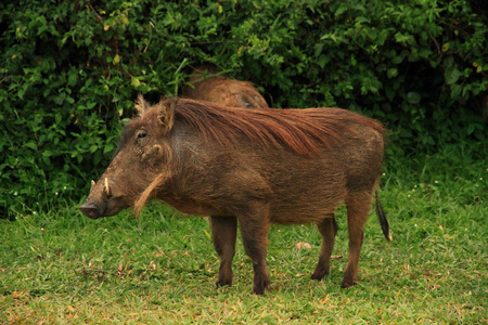 一幅在绿色丛林树叶背景下的疣猪的肖像。