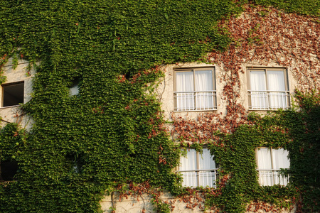 绿色墙壁的白色窗口与攀登的植物背景