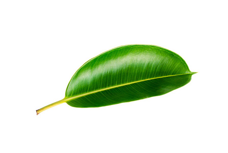 热带绿叶分离在白色背景上与剪裁路径。 德科拉树，印度橡胶树，橡胶植物，无花果，弹性叶，白色背景。