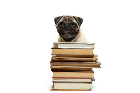 聪明聪明的小狗小狗坐在成堆的书籍之间, 在白色的背景