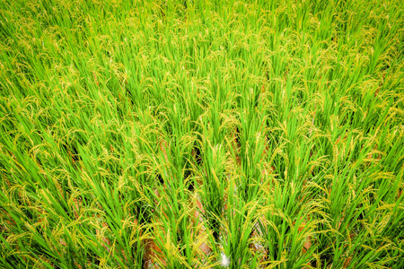 亚洲农业树上的稻田背景绿色水稻