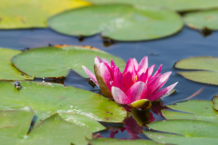 在池塘里生长的粉红色睡莲