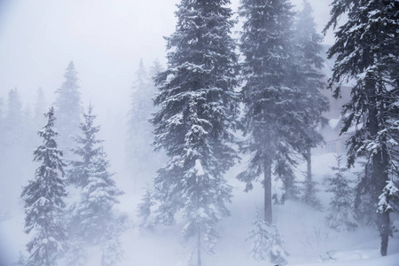 白雪覆盖了圣诞树。 白雪中的圣诞树，美丽的背景。