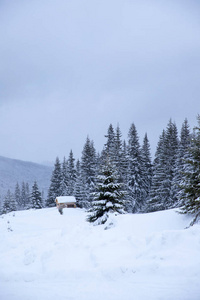 白雪覆盖了圣诞树。 白雪中的圣诞树，美丽的背景。