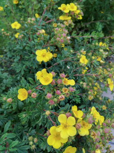 植物花黄新鲜美自然脆弱生长花序头瓣关闭高