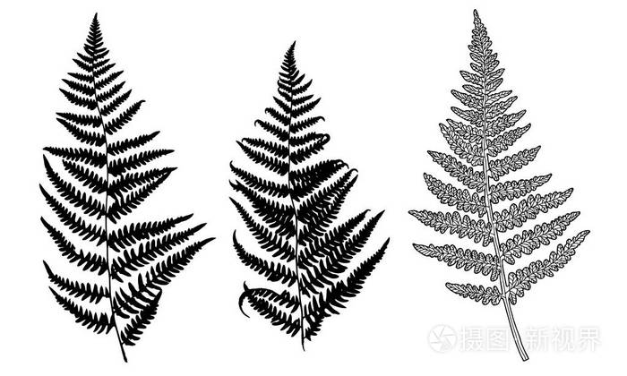 蕨类植物矢量黑色轮廓的集合 孤立在白色背景上 设计对象为装饰纺织品海报卡邀请公告广告 插画 正版商用图片17ses7 摄图新视界
