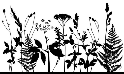 花架海报草甸野草和植物的矢量剪影. 白色背景上的孤立水平花架.