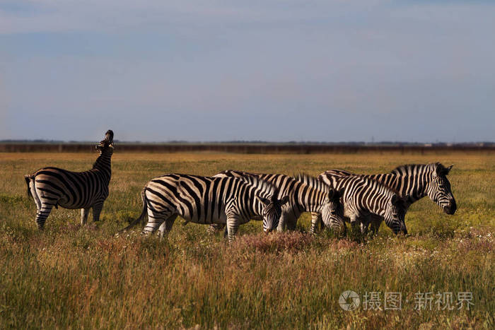 斑马在草地自然栖息地来自自然的野生动物场景