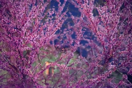 紫丁香的枝条。 还没有开花的丁香花序。 树枝上的紫罗兰小花。 春天早期的一簇簇花。 春天的花。