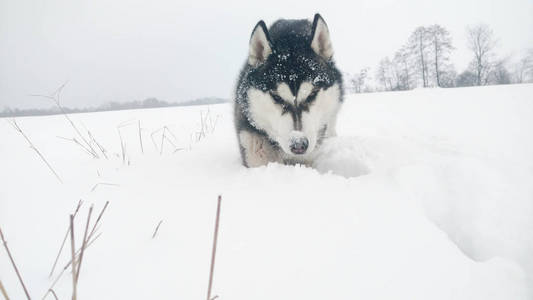 哈士奇狗在山上跑。 雪峰。 遛狗。 徒步旅行。 喀尔巴阡山脉的狼。 黑白狗和雪。