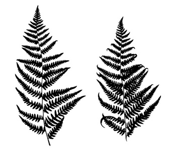 蕨类植物矢量黑色轮廓的集合 孤立在白色背景上 设计对象为装饰纺织品海报卡邀请公告广告 插画 正版商用图片17ses7 摄图新视界
