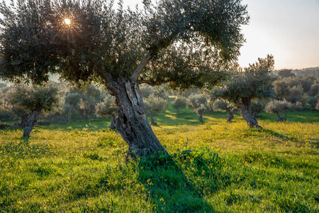 古老的橄榄树在明亮的阳光下生长，葡萄牙的阿伦特乔景观