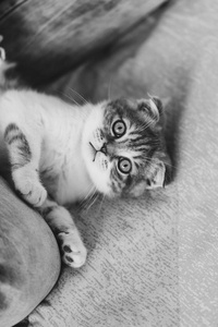 可爱的灰色苏格兰褶皱小猫