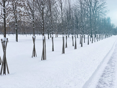 风景白雪覆盖冬季公园图片