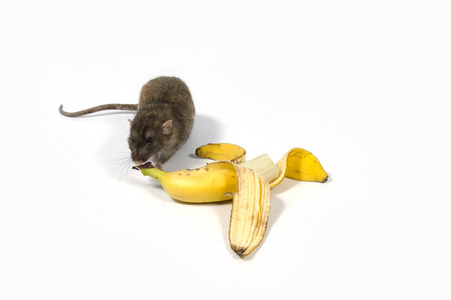 老鼠在白色背景下吃香蕉