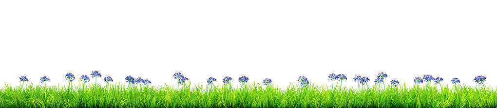 蓝色春天的花和草孤立的三维插图