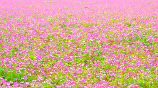 紫云英盛开的田野图片