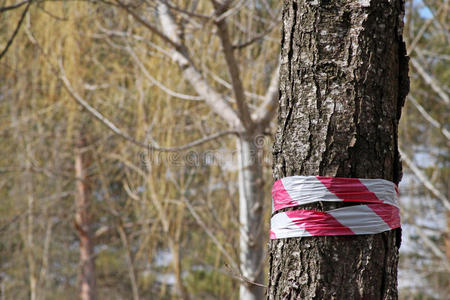 森林里有记号的树