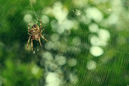 绿色背景上的蜘蛛网