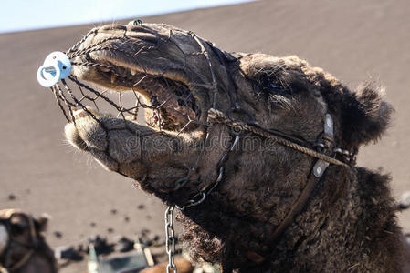 timanfaya lanzarote的骆驼