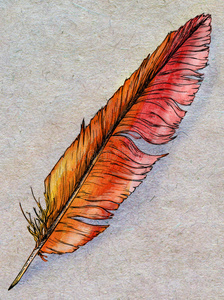 羽毛生物图片-羽毛生物素材-羽毛生物插画-摄图新视界