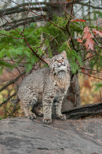 山猫小猫LynxRufus从原木顶部向上看