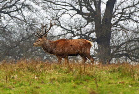 英国公园里的红鹿