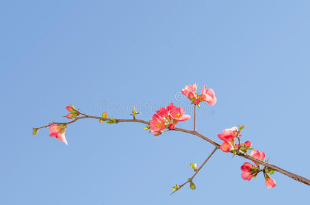 生长 壁画 花园 美女 树叶 花的 奥卡 美丽的 自然 分支