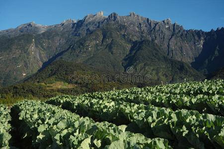 基纳巴鲁山附近的农业山谷