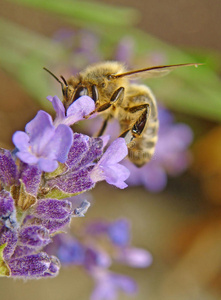 蜜蜂和花