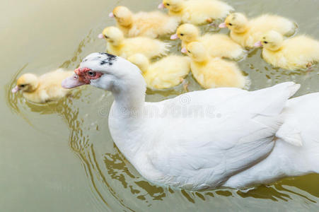 鸭妈妈和小鸭宝宝.照片