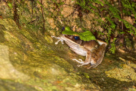 眼睛 青蛙 池塘 动物 环境 森林 自然 气泡 野生动物