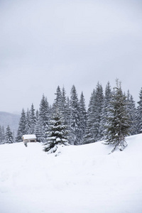 白雪覆盖了圣诞树。 白雪中的圣诞树，美丽的背景。