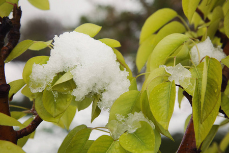 雪下果园树气候变化概念