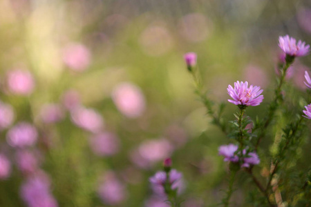 花园里的紫色花。 秋天