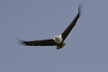 非洲鱼鹰飞翔,背景是蓝天照片