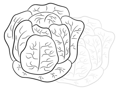 绘制的卡通卷心菜的矢量插图