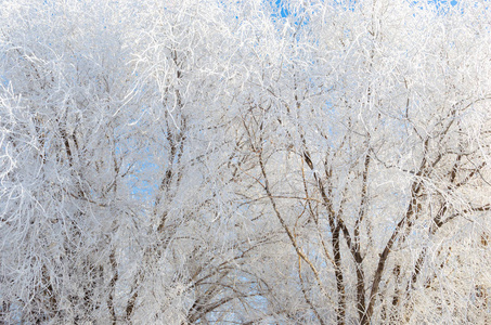 在寒冷的冬天，覆盖着雪和霜树的枝条。